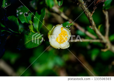 white flowers of tea tree 133506565