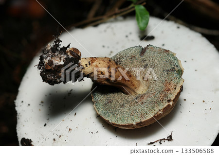 一隻小牛肝菌棲息在白色鵝膏菌的菌蓋上（菌柄和菌孔側，天然亞真菌蘑菇的微距攝影） 133506588