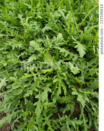 Cultivating the herb arugula 133506618