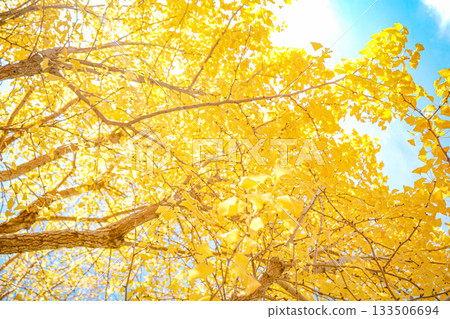 Autumn ginkgo tree 133506694