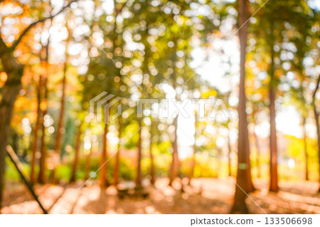Forest bokeh background 133506698