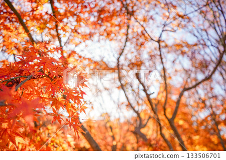 Autumn leaves Autumn leaves 133506701