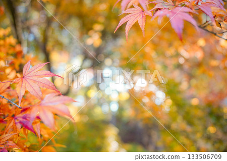Autumn leaves Autumn leaves 133506709
