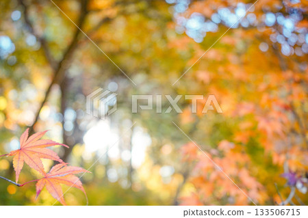 Autumn leaves blur 133506715