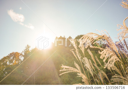 Autumn sunlight 133506716