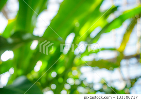 Green Abstract Scenery 133506717