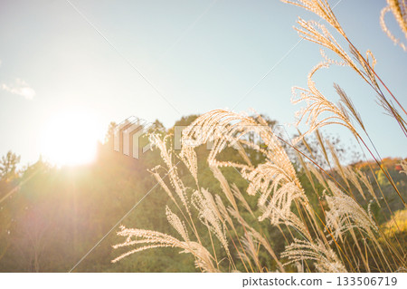 Susuki in autumn Susuki in autumn 133506719