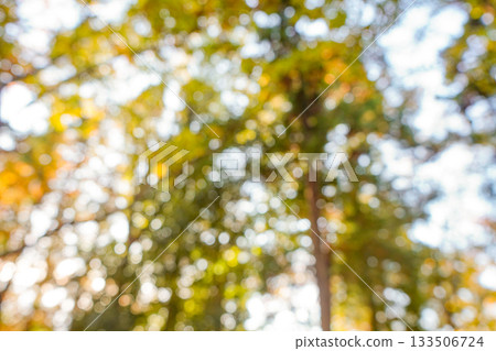 Autumn bokeh background Autumn bokeh background 133506724