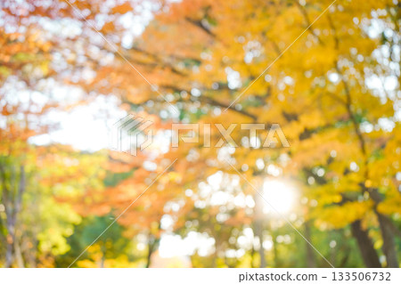 秋季模糊背景 133506732