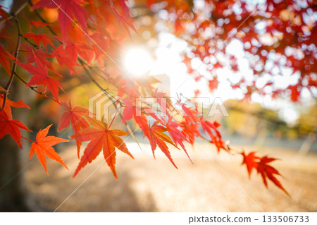 秋天的落葉 133506733