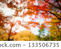 Autumn blurred landscape 133506735