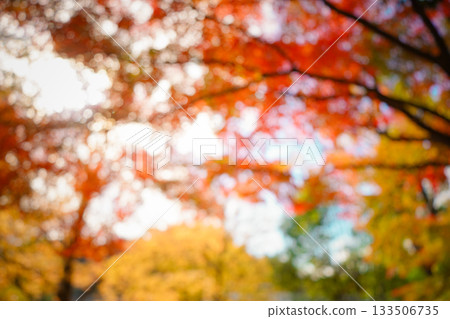 Autumn blurred landscape 133506735