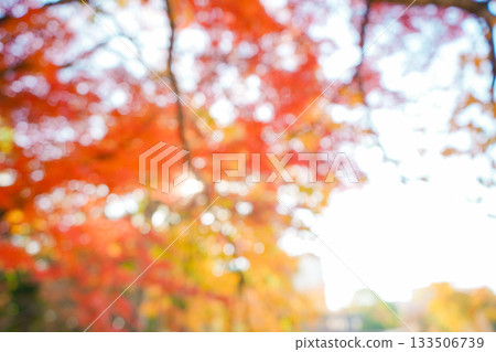 Autumn blurred landscape Autumn blurred landscape 133506739