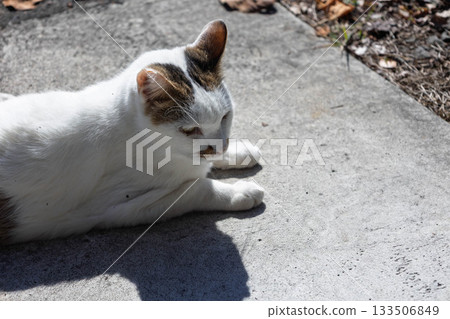 黑白條紋貓 黑白條紋貓 133506849