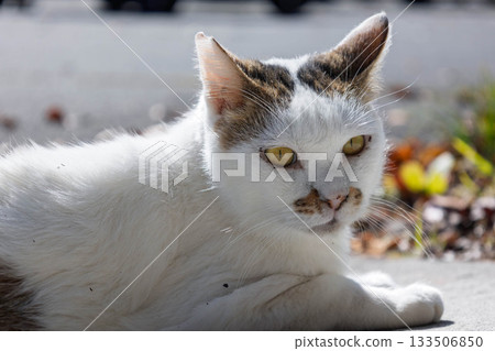 黑白條紋貓 133506850