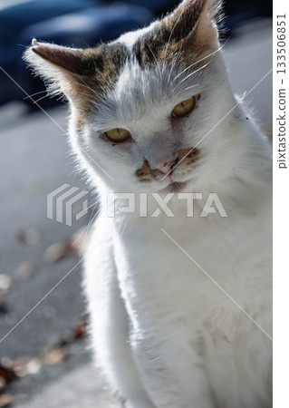 black and white striped cat black and white striped cat 133506851