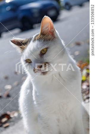 black and white striped cat black and white striped cat 133506852