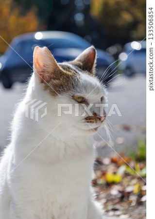 black and white striped cat 133506854