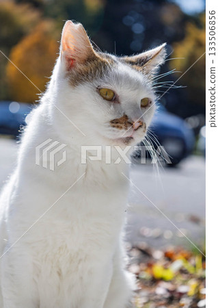 black and white striped cat black and white striped cat 133506856