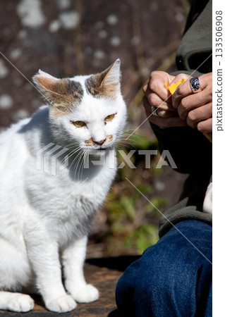 A friendly black and white tabby cat 133506908