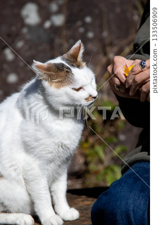 A friendly black and white tabby cat A friendly black and white tabby cat 133506909