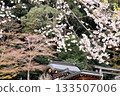Koma Shrine, cherry blossom season, Hidaka City, Saitama Prefecture 133507006
