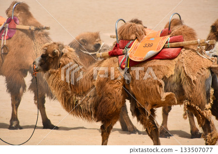Camels in the Desert at Dunhuang in China 133507077