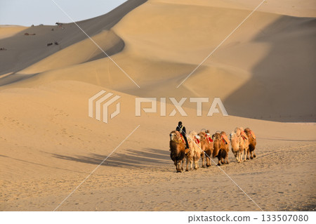 Camels walking across sand dunes in the Gobi Desert at Dunhuang in China 133507080