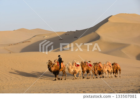 A group of Camels walking across sand dunes in the Gobi Desert at Dunhuang in China A group of Camels walking across sand dunes in the Gobi Desert at Dunhuang in China 133507081