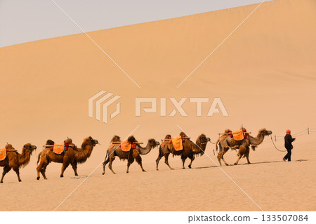 A Caravan of Camels is Led Across the Desert at Dunhuang 133507084