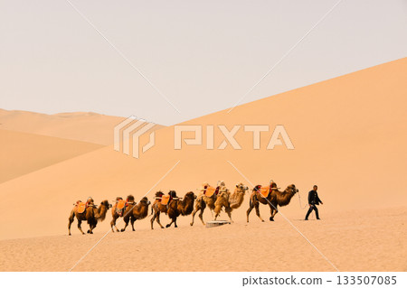 Caravan of Camels is Led Across the Desert at Dunhuang 133507085