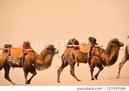 Two Camels in the Gobi Desert at Dunhuang in China Two Camels in the Gobi Desert at Dunhuang in China 133507086