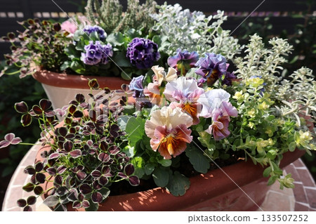 時尚的褶邊三色堇花束與花盆 時尚的褶邊三色堇花束與花盆 133507252