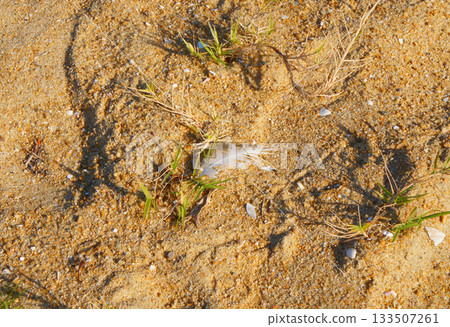 Sea and sandy beach of "Seaside Momochi Seaside Park" in Sawara Ward, Fukuoka Prefecture_1 133507261