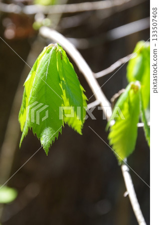科納拉橡樹鮮嫩翠綠的嫩葉 科納拉橡樹鮮嫩翠綠的嫩葉 133507408