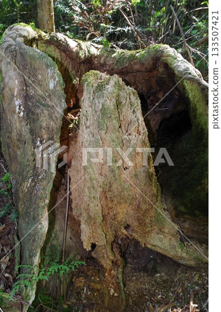  Decayed stump 133507421