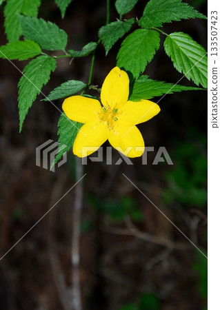 Yamabuki flowers blooming in spring in Japan Yamabuki flowers blooming in spring in Japan 133507423