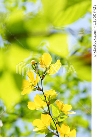 Yamabuki flowers blooming in spring in Japan Yamabuki flowers blooming in spring in Japan 133507425