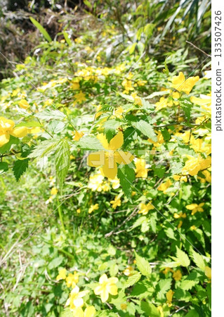 Yamabuki flowers blooming in spring in Japan Yamabuki flowers blooming in spring in Japan 133507426