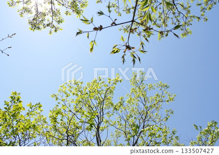清新的綠色和藍天 133507427