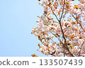 Japanese cherry blossoms: double cherry blossoms 133507439