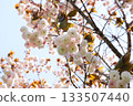 Japanese cherry blossoms: double cherry blossoms 133507440