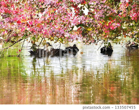 Autumn leaves and waterfowl 133507455