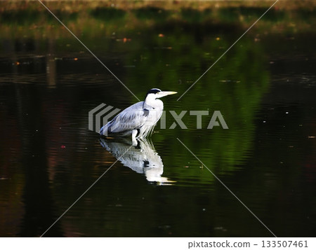 Ao-sama reflected on the surface of the water 133507461