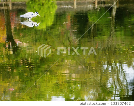 Autumn leaves reflected on the water 133507462