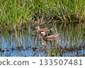 Silver teal swimming on the flooded field 133507481