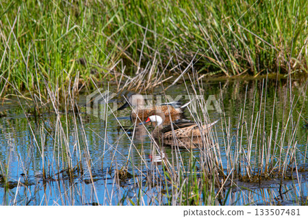 Silver teal swimming on the flooded field 133507481
