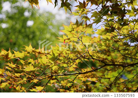 槭樹色的葉子 133507593