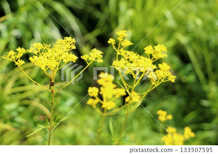 Seven herbs of autumn, flowers of Ominaeshi Seven herbs of autumn, flowers of Ominaeshi 133507595