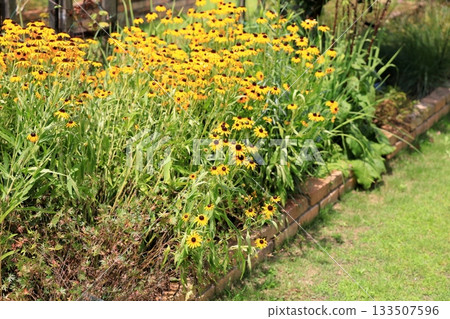 可愛的黑心菊花 133507596